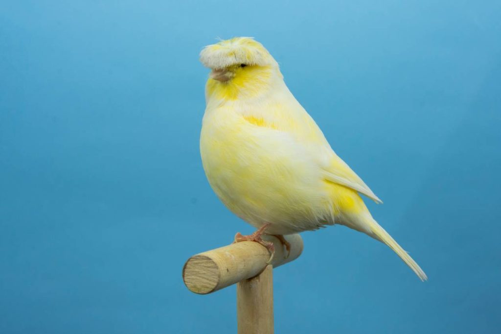 Gloster Canary, вид сбоку_Фернандо Замора Вега_Shutterstock