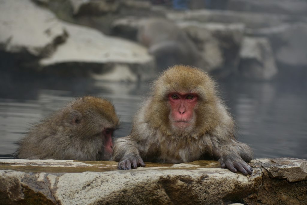 Две макаки Monkey_Pixabay