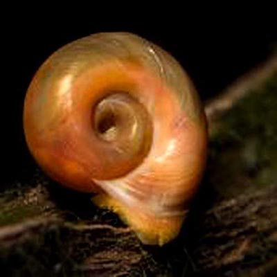 Водные скидки Ramshorn Snails