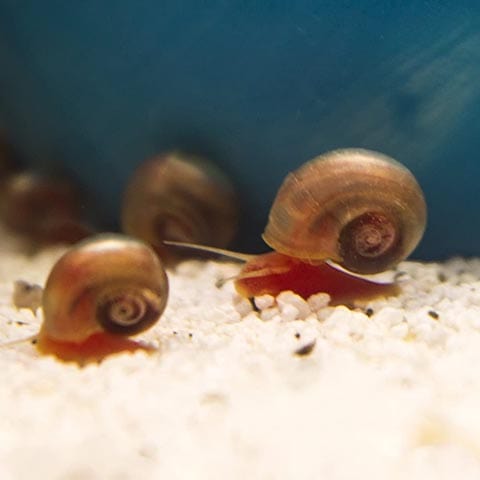 Buyin and Sellin Ramshorn 6+ Red Snails