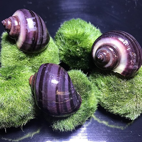 AquaticMotiv Purple Mystery Snails x3 Редкие