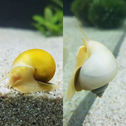 Пакет Shango & Ochun Botanica Mystery Snail с образцом еды