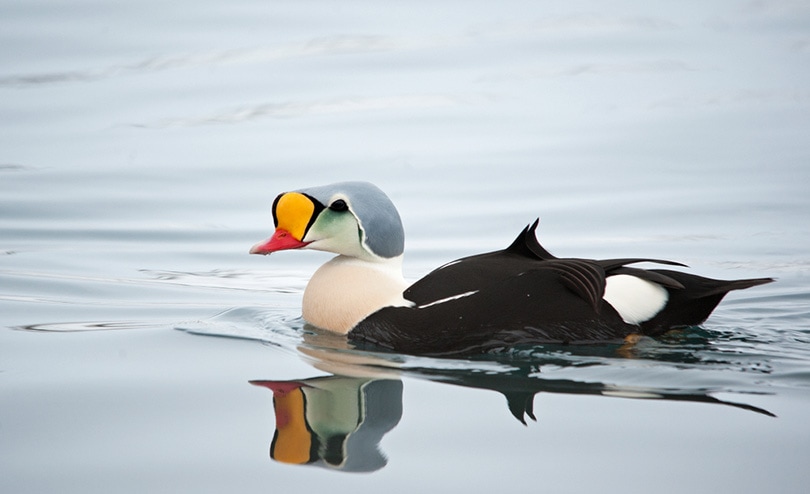 утка King Eider плавает в гавани