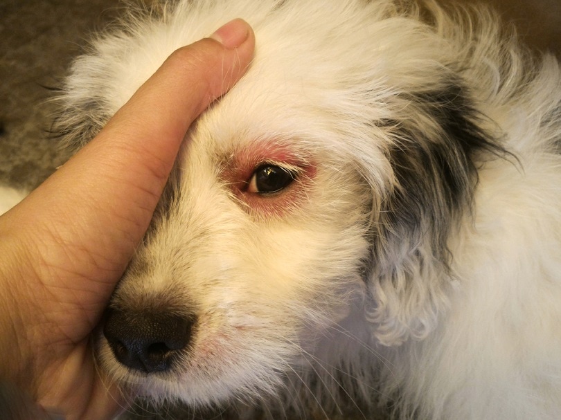 Read more about the article Почему глаза моей собаки красные?  13 причин красных глаз (ответ ветеринара)