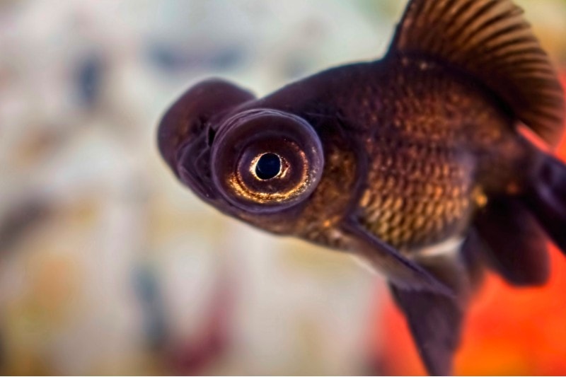 Read more about the article Насколько большими становятся золотые рыбки Black Moor?  Таблица среднего веса и роста