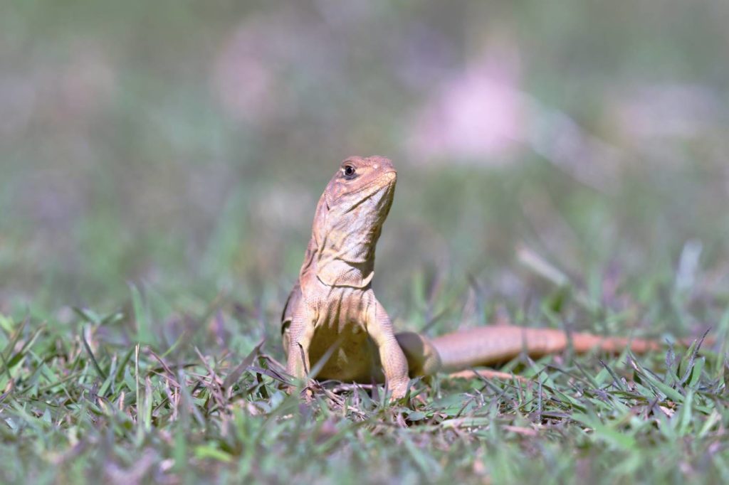 Butterfly Agama_Saichol Campan, Shutterstock