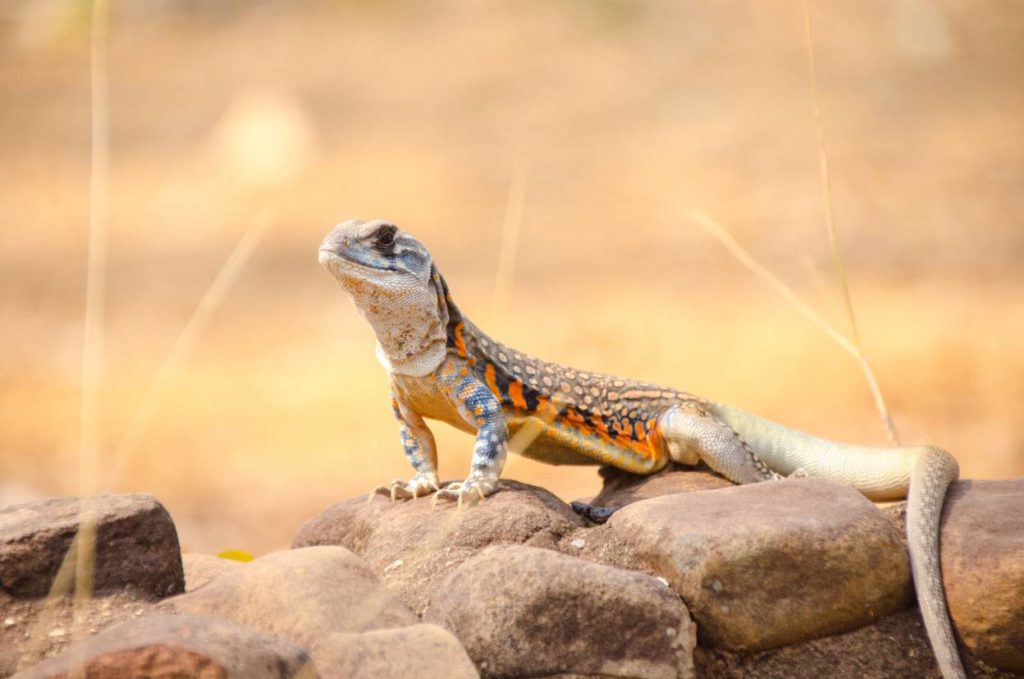 Бабочка Агама над скалой_Konjaunt, Shutterstock