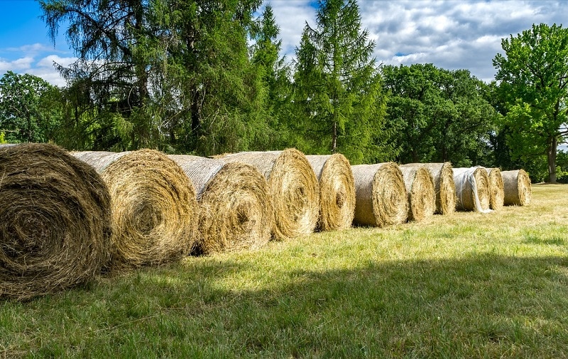 тюки сена