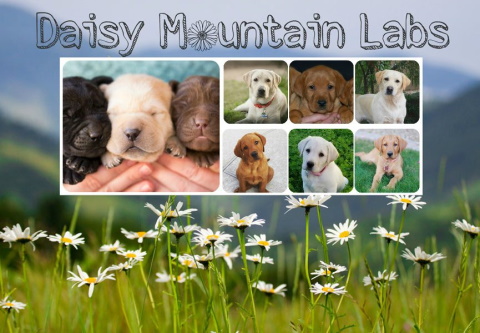 Логотип Daisy Mountain Labs