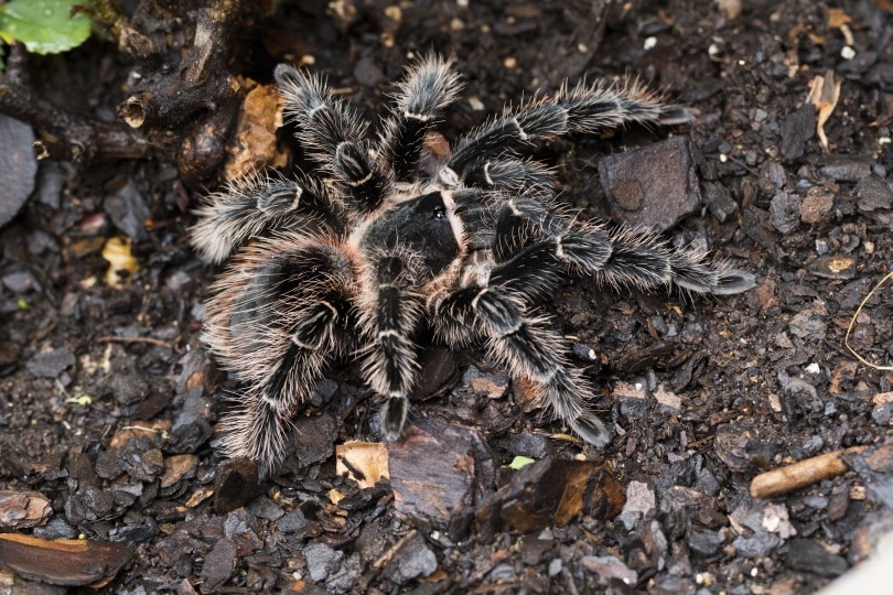 Лососевый розовый птицеед Tarantula_Piqsels