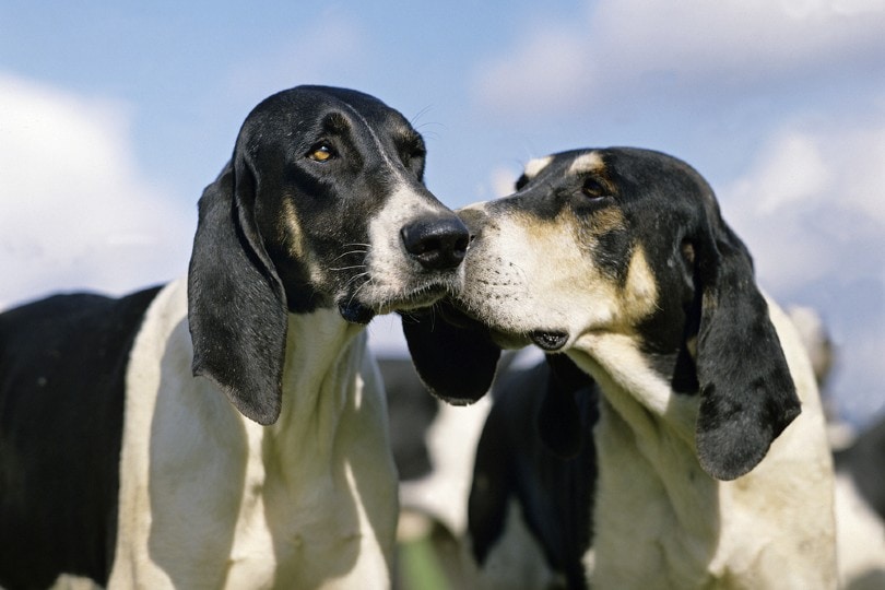 You are currently viewing Chien Français Blanc et Noir: информация о породе собак, изображения и руководство по уходу