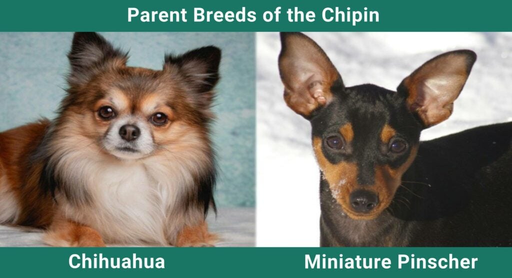 Parent_breeds_Chipin