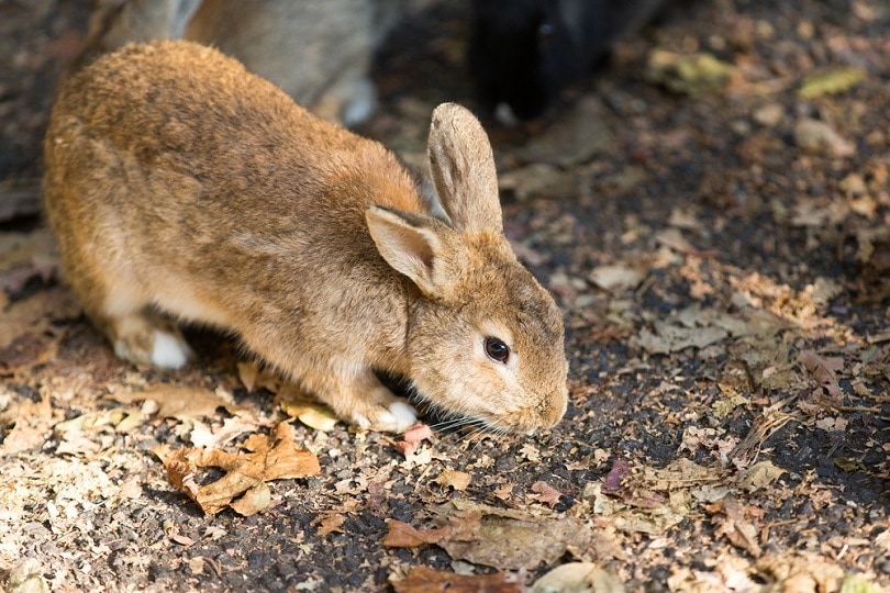 Read more about the article Швейцарский лисий кролик: факты, продолжительность жизни, поведение и уход (с иллюстрациями)