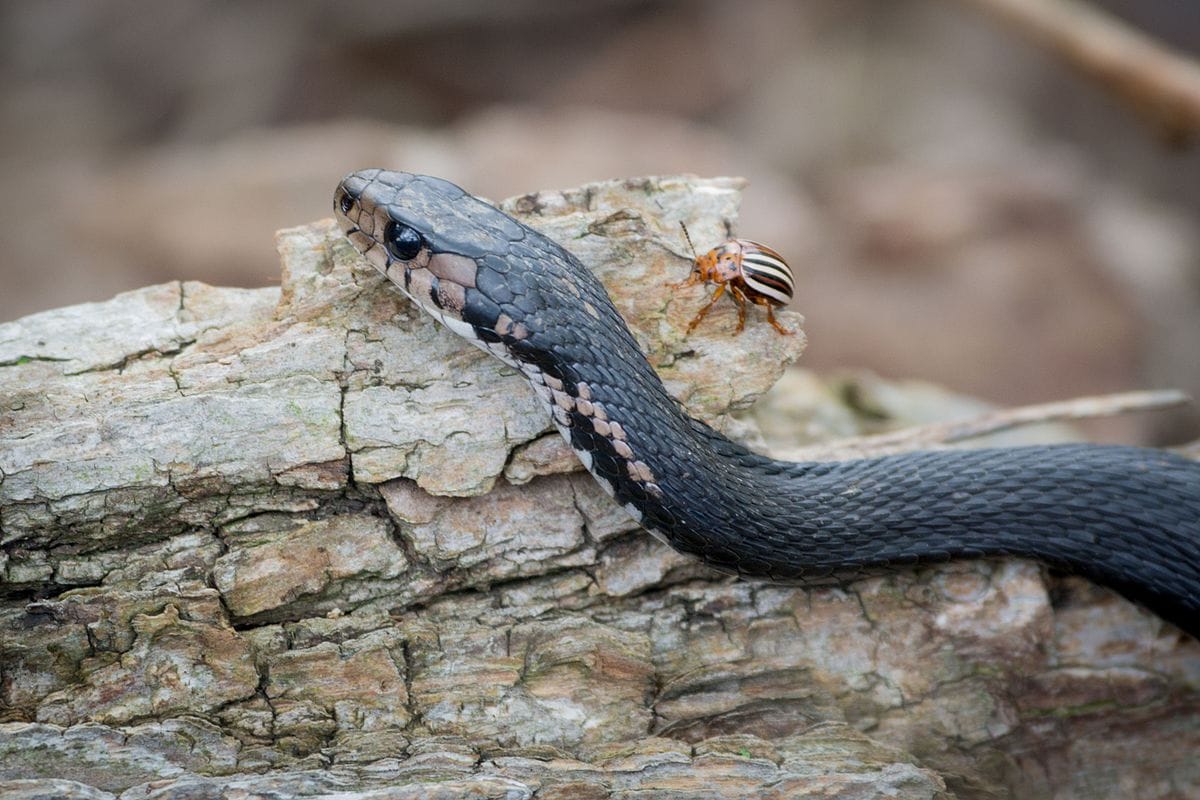 Меланистическая восточная подвязочная змея (Thamnophis sirtalis sirtalis)