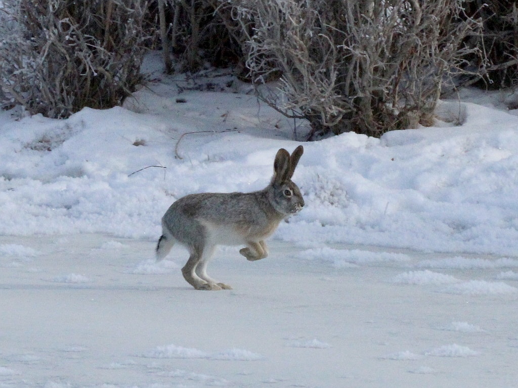 Лепус толай