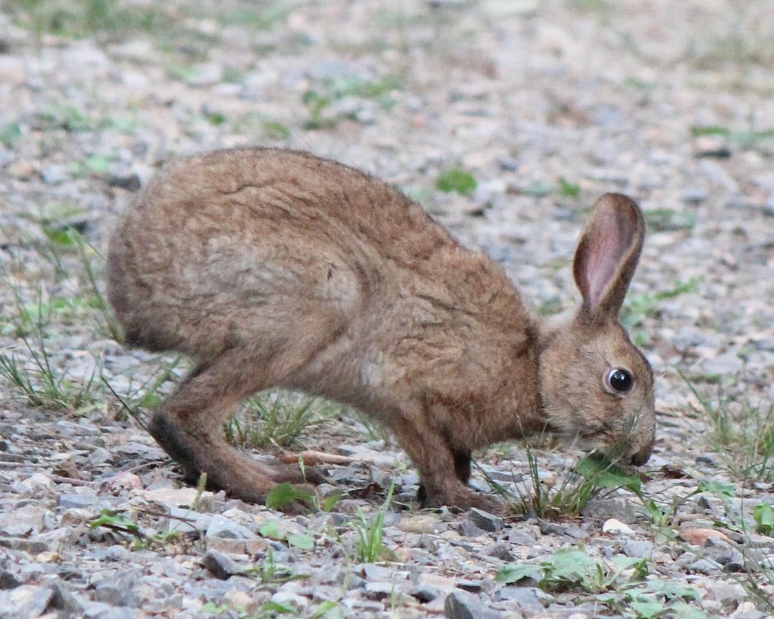 Lepus brachyurus ест траву