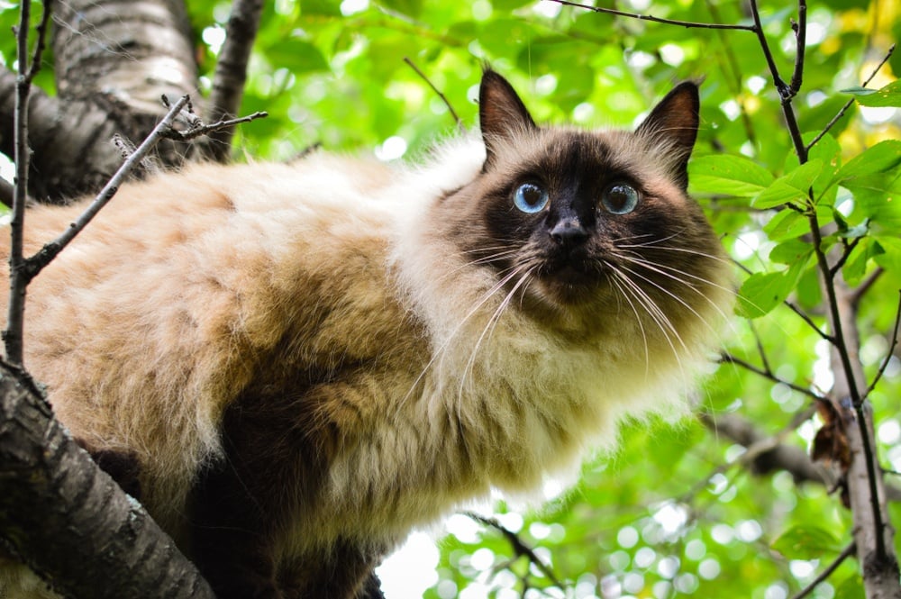 балийская кошка на дереве