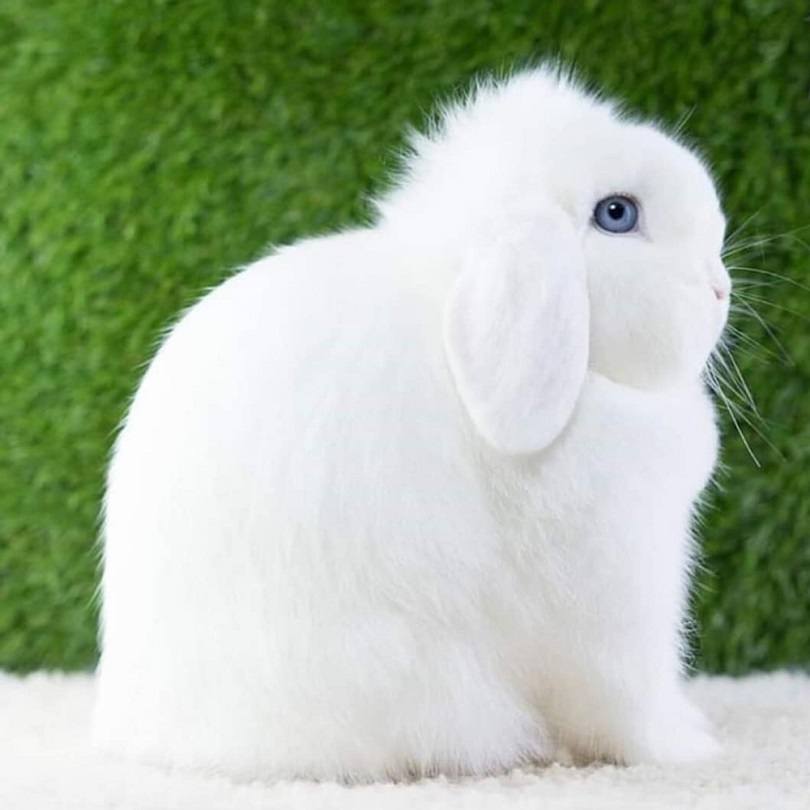 Read more about the article 31 окрас кролика Holland Lop Rabbit (с иллюстрациями)