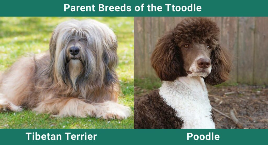 Parent_breeds_Ttoodle