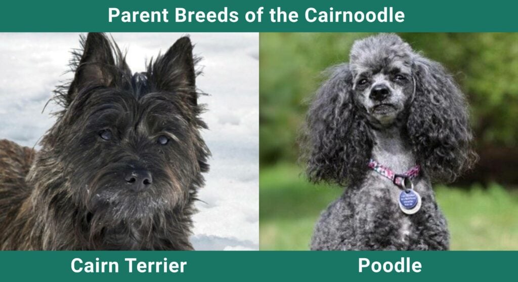 Parent_breeds_Cairnoodle