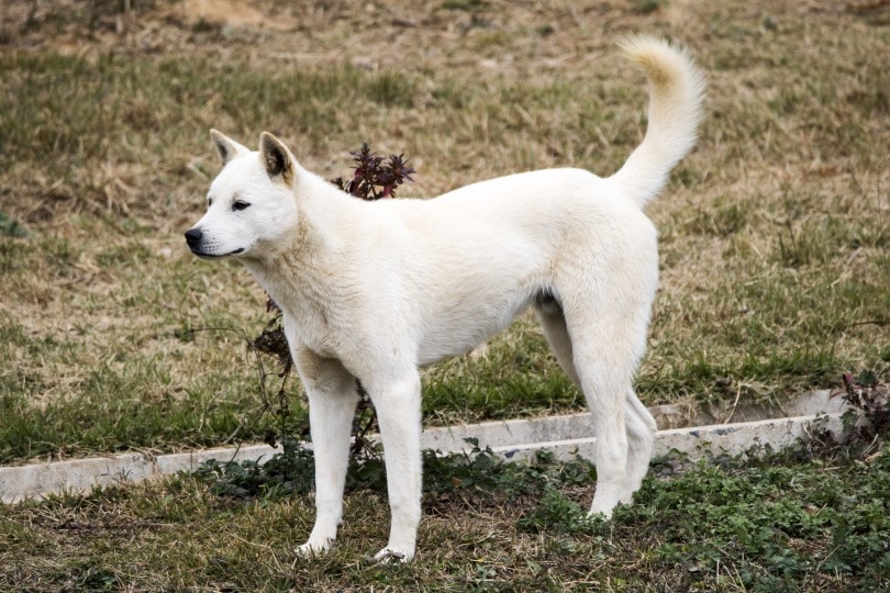 Read more about the article Сколько живет собака дзиндо?  Средняя продолжительность жизни и советы по уходу