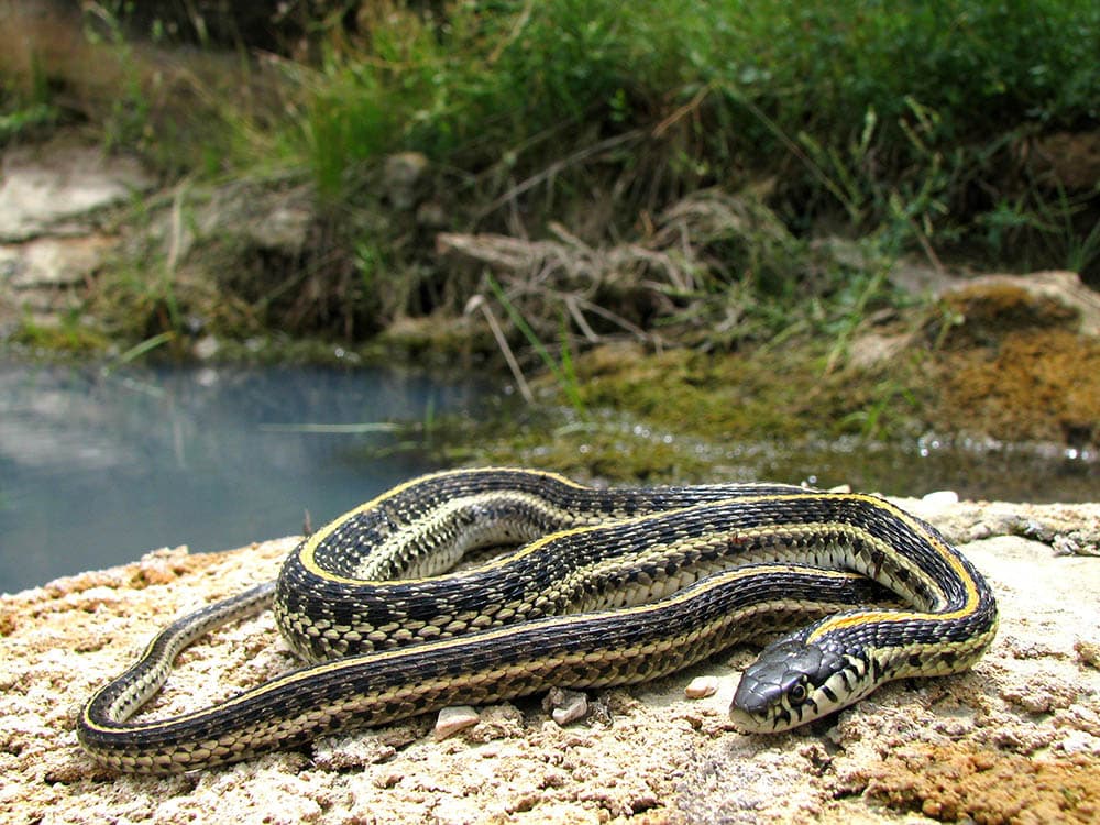 5 змей. Thamnophis Radix. Земноводные змеи. Какие змеи земноводные.