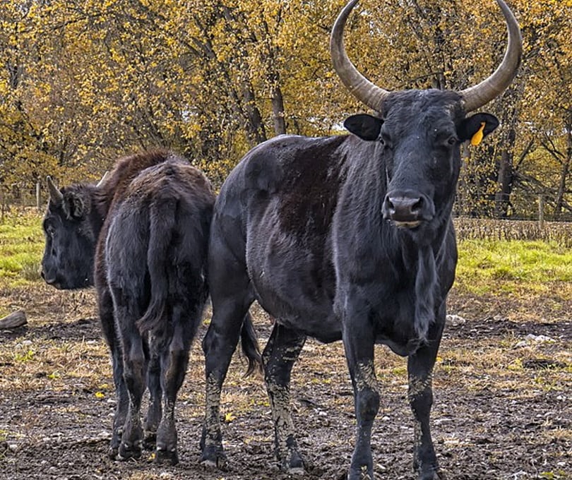 Крупный рогатый скот Бифало