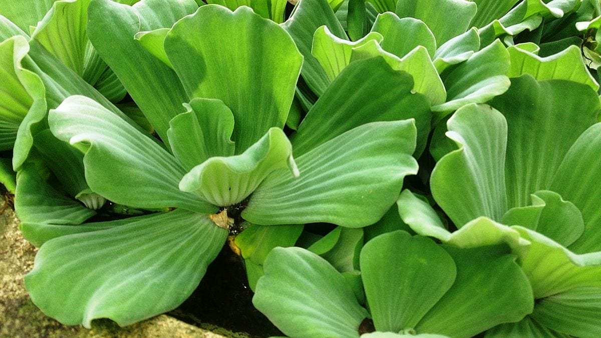 Водяной салат (Pistia stratiotes)