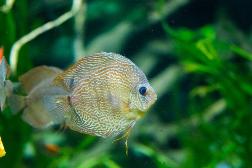 Fineline discus_Андрей Якубик, Shutterstock