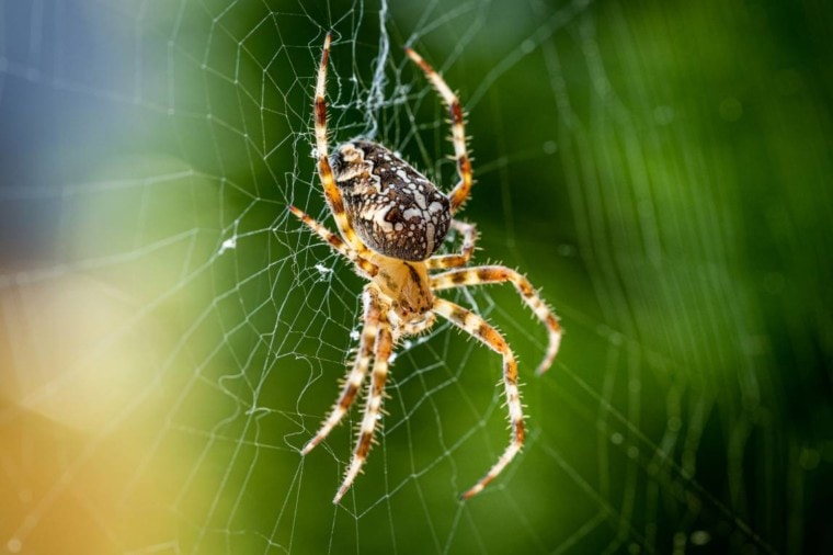 Cross Orb Weaver крупным планом_Novama_Shutterstock