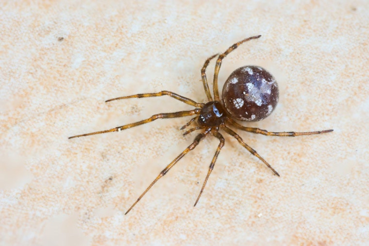 Треугольный паутинный паук (Steatoda triangulosa)