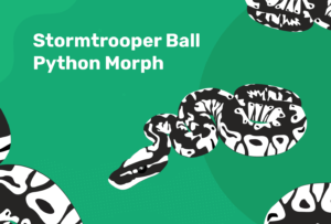 Read more about the article Stormtrooper Ball Python Morph: факты, фотографии и руководство по уходу