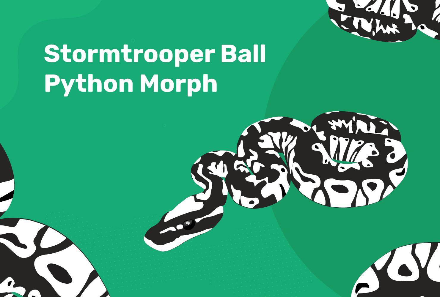 You are currently viewing Stormtrooper Ball Python Morph: факты, фотографии и руководство по уходу