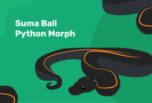 Read more about the article Suma Ball Python Morph: информация, факты, изображения и многое другое