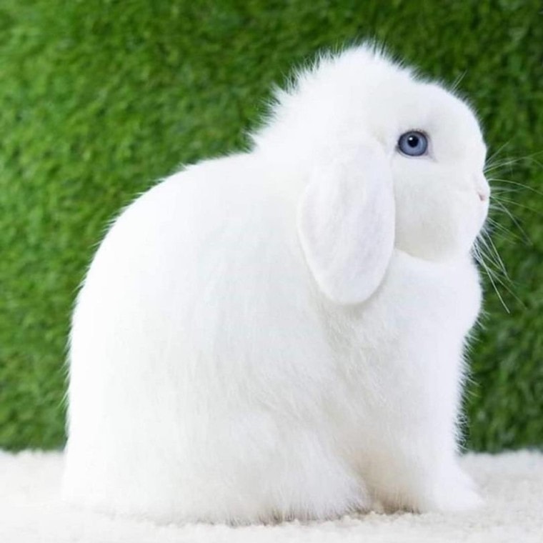 Blue-Eyes-Holland-Lop-White-Rabbit_Adeel-Latif_shutterstock