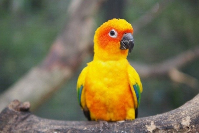 Conure Bird, звуки, значения