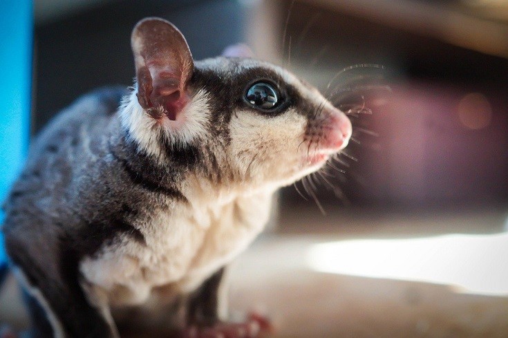 You are currently viewing 5 лучших игрушек Sugar Glider в 2023 году — обзоры и лучший выбор