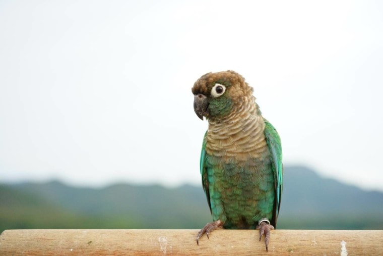 Коричный зеленощекий конур, вид сбоку_Jida Xiu_Shutterstock