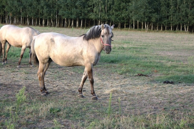 польские лошади