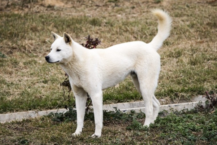 корейский jindo_jamongcreator_Shutterstock