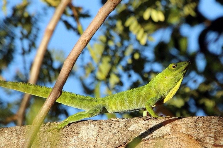 Ямайский гигантский анол (Anolis garmani)