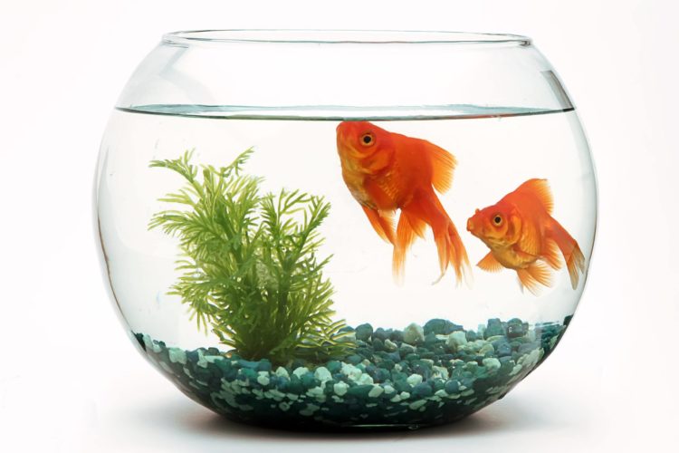 Read more about the article Goldfish Bowl FAQ: ответы на 8 распространенных вопросов