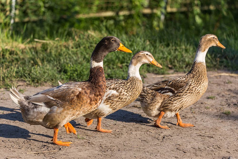 Read more about the article Abacot Ranger Duck: фотографии, информация, особенности и руководство по уходу