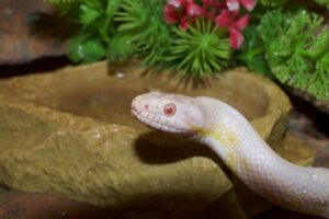 Read more about the article Кукурузная змея-альбинос: факты, информация и руководство по уходу (с иллюстрациями)