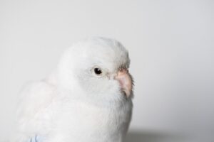Read more about the article Американский белый попугай: происхождение, факты, фотографии и многое другое!