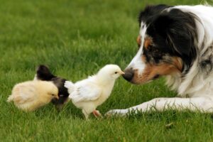 Read more about the article Содержание собак и кур вместе: как помочь им поладить