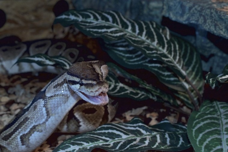 Axanthic Ball Python в листьях