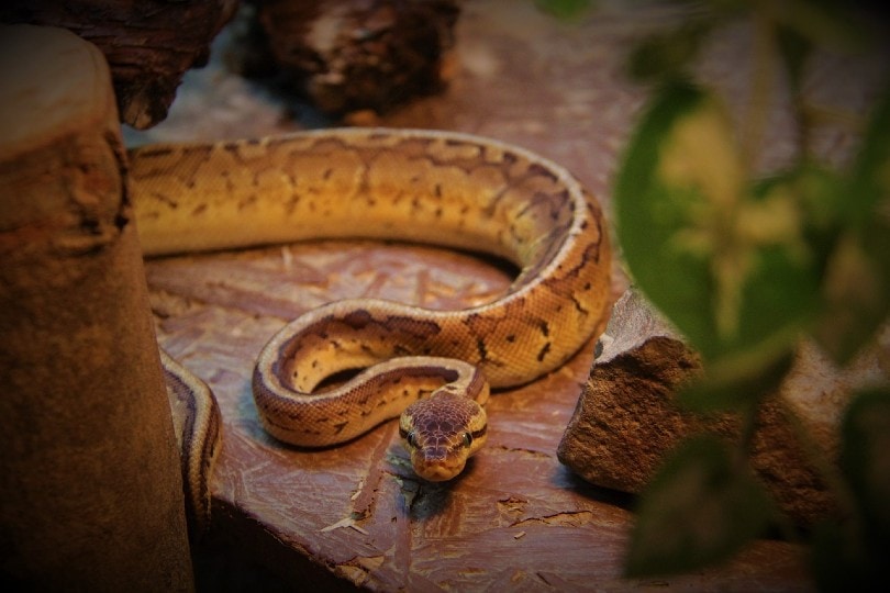 You are currently viewing Температура и влажность Ball Python: полное руководство