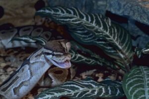 Read more about the article Axanthic Ball Python Morph: фотографии, факты и руководство по уходу