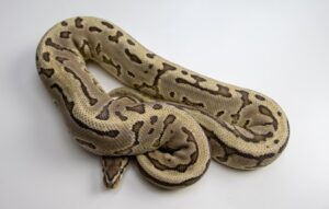 Read more about the article Monsoon Ball Python Morph: факты, изображения, внешний вид и руководство по уходу